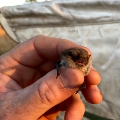 Vespadelus vulturnus (Little Forest Bat) at Googong, NSW - 16 Mar 2023 by Wandiyali