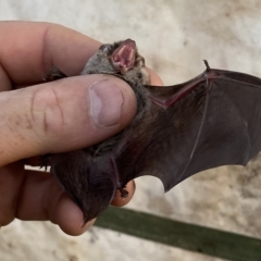 Vespadelus vulturnus at Googong, NSW - suppressed