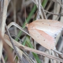 Garrha rubella (A Concealer moth) at Murrumbateman, NSW - 17 Mar 2023 by SimoneC