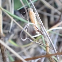 Garrha rubella at Murrumbateman, NSW - 17 Mar 2023 06:25 PM