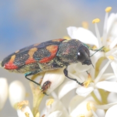 Castiarina sexplagiata (Jewel beetle) at Cotter River, ACT - 15 Mar 2023 by Harrisi
