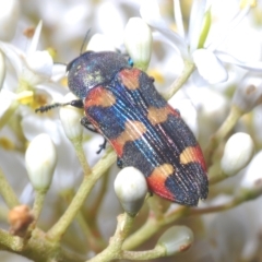 Castiarina sexplagiata at Cotter River, ACT - 15 Mar 2023