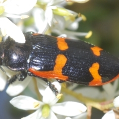 Castiarina bremei (A jewel beetle) at Cotter River, ACT - 15 Mar 2023 by Harrisi