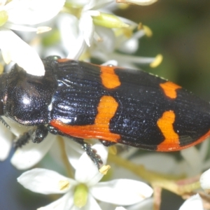 Castiarina bremei at Cotter River, ACT - 15 Mar 2023