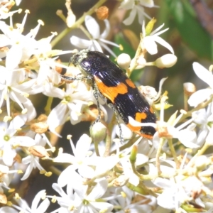 Castiarina bremei at Cotter River, ACT - 15 Mar 2023