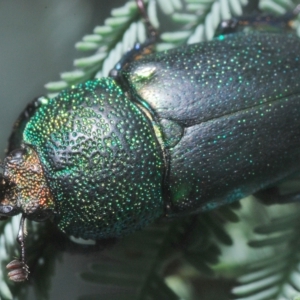 Lamprima aurata at Cotter River, ACT - 15 Mar 2023