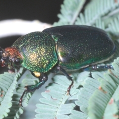 Lamprima aurata at Cotter River, ACT - 15 Mar 2023