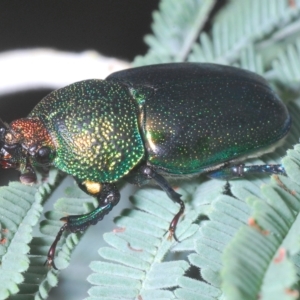 Lamprima aurata at Cotter River, ACT - 15 Mar 2023