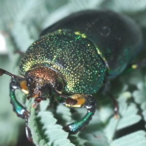 Lamprima aurata at Cotter River, ACT - 15 Mar 2023