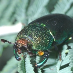 Lamprima aurata at Cotter River, ACT - 15 Mar 2023