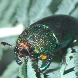 Lamprima aurata at Cotter River, ACT - 15 Mar 2023