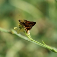 Ocybadistes walkeri (Green Grass-dart) at Point Hut to Tharwa - 17 Mar 2023 by RodDeb