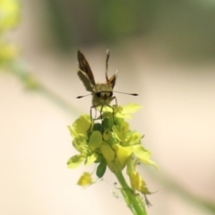 Ocybadistes walkeri at Paddys River, ACT - 17 Mar 2023