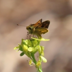 Ocybadistes walkeri at Paddys River, ACT - 17 Mar 2023