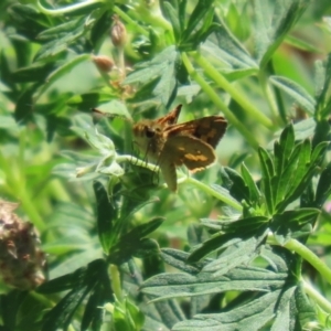 Ocybadistes walkeri at Paddys River, ACT - 17 Mar 2023