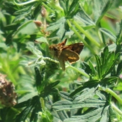 Ocybadistes walkeri at Paddys River, ACT - 17 Mar 2023