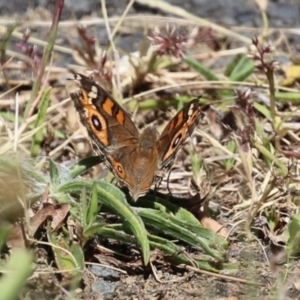 Junonia villida at Paddys River, ACT - 17 Mar 2023 12:07 PM