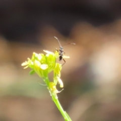 Dieuches sp. (genus) (Black and White Seed Bug) at Paddys River, ACT - 17 Mar 2023 by RodDeb