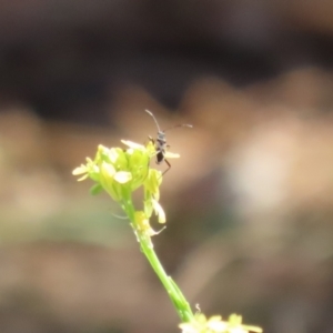 Dieuches sp. (genus) at Paddys River, ACT - 17 Mar 2023