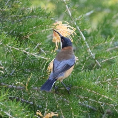 Acanthorhynchus tenuirostris (Eastern Spinebill) at Point Hut to Tharwa - 17 Mar 2023 by RodDeb