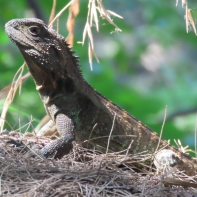 Intellagama lesueurii howittii (Gippsland Water Dragon) at Point Hut to Tharwa - 17 Mar 2023 by RodDeb