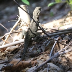 Intellagama lesueurii howittii at Paddys River, ACT - 17 Mar 2023