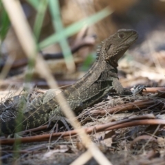 Intellagama lesueurii howittii at Paddys River, ACT - 17 Mar 2023