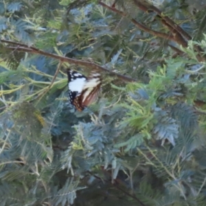 Charaxes sempronius at Paddys River, ACT - 17 Mar 2023 11:59 AM