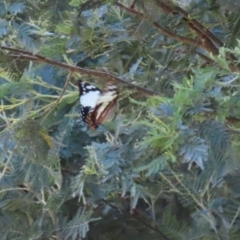 Charaxes sempronius at Paddys River, ACT - 17 Mar 2023