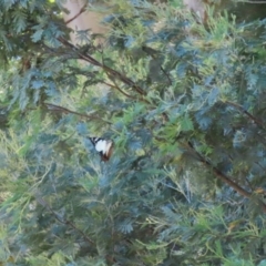 Charaxes sempronius at Paddys River, ACT - 17 Mar 2023