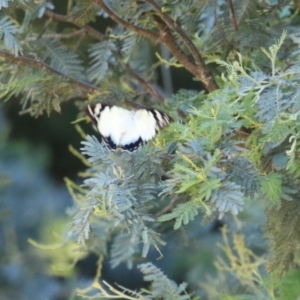 Charaxes sempronius at Paddys River, ACT - 17 Mar 2023