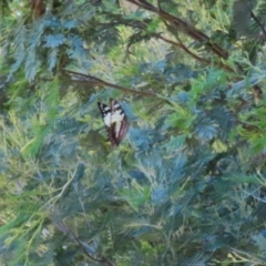 Charaxes sempronius at Paddys River, ACT - 17 Mar 2023