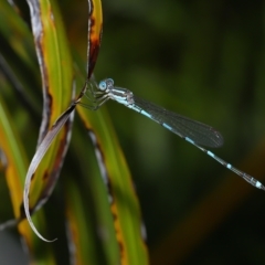 Austrolestes leda (Wandering Ringtail) at Wellington Point, QLD - 17 Mar 2023 by TimL