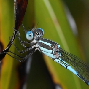 Austrolestes leda at Wellington Point, QLD - suppressed