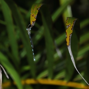 Austrolestes leda at Wellington Point, QLD - suppressed