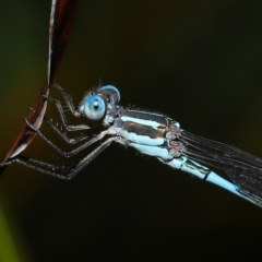 Austrolestes leda at Wellington Point, QLD - suppressed