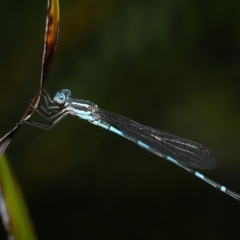 Austrolestes leda at Wellington Point, QLD - suppressed