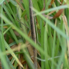 Tenodera australasiae (Purple-winged mantid) at Wingecarribee Local Government Area - 10 Mar 2023 by Curiosity