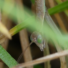 Tenodera australasiae at Braemar, NSW - 11 Mar 2023 07:02 AM