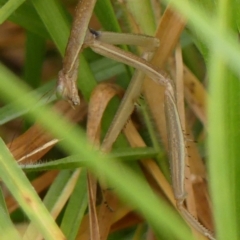 Tenodera australasiae at Braemar, NSW - 11 Mar 2023