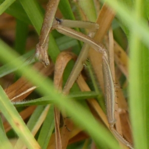 Tenodera australasiae at Braemar, NSW - 11 Mar 2023