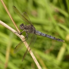 Orthetrum caledonicum (Blue Skimmer) at Braemar - 14 Mar 2023 by Curiosity