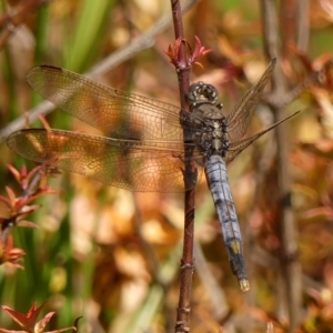 Orthetrum caledonicum at Braemar, NSW - 15 Mar 2023 10:46 AM