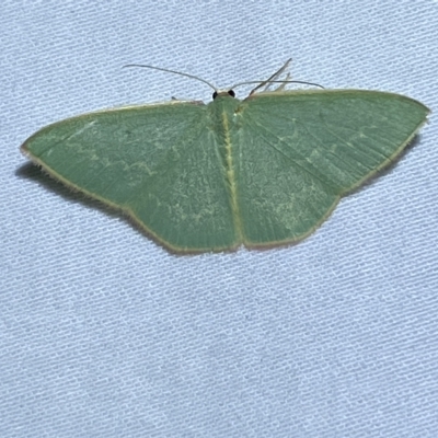 Chlorocoma melocrossa (Cream-fringed Emerald) at Jerrabomberra, NSW - 17 Mar 2023 by SteveBorkowskis