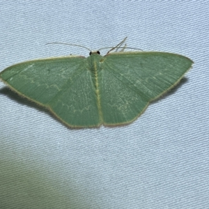 Chlorocoma melocrossa at suppressed - 17 Mar 2023