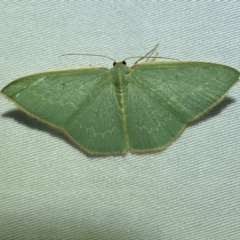 Chlorocoma melocrossa at suppressed - 17 Mar 2023