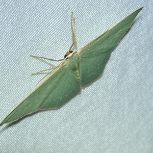 Chlorocoma melocrossa at Jerrabomberra, NSW - 17 Mar 2023