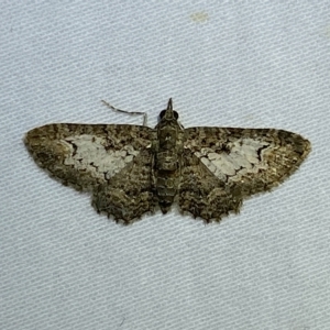 Pasiphilodes testulata at suppressed - 17 Mar 2023