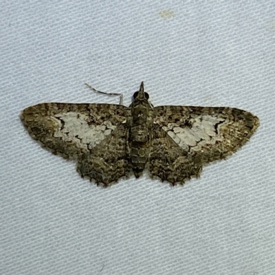 Pasiphilodes testulata (Pome looper) at Jerrabomberra, NSW - 17 Mar 2023 by SteveBorkowskis