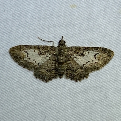 Pasiphilodes testulata (Pome looper) at Jerrabomberra, NSW - 17 Mar 2023 by Steve_Bok